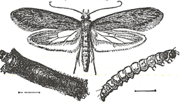 Picture of Common Clothes Moth - Tineola Bisselliella