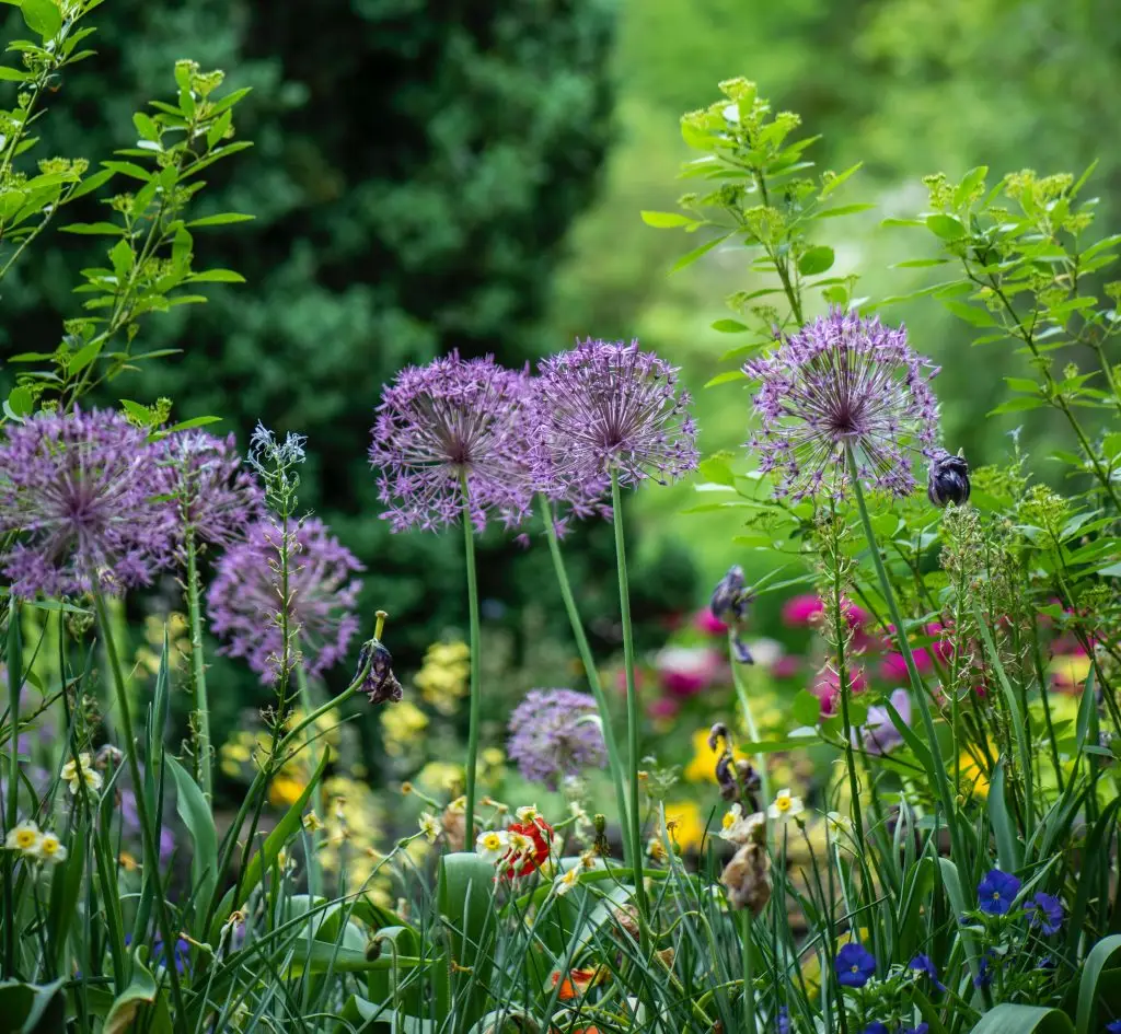 Garden Flowers